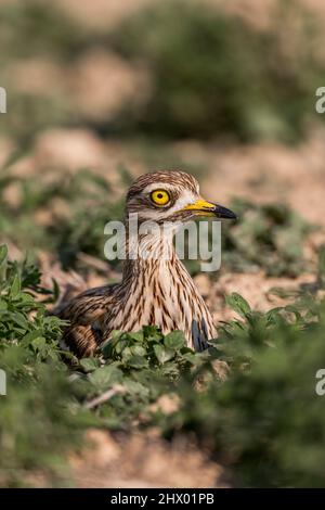 Pierre Curlew; Burhinus oedicnemus; assis; Royaume-Uni Banque D'Images