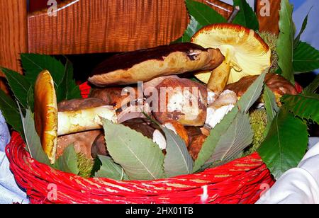 Champignons dans le panier Banque D'Images