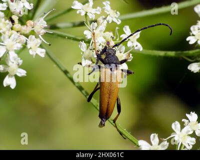 Mâle de Longhorn Beetle rouge-brun (Stiptoleptura rubra) sur une fleur. Banque D'Images