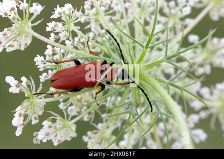 Femelle de Longhorn Beetle brun-rouge (Stiptoleptura rubra) sur la fleur. Banque D'Images