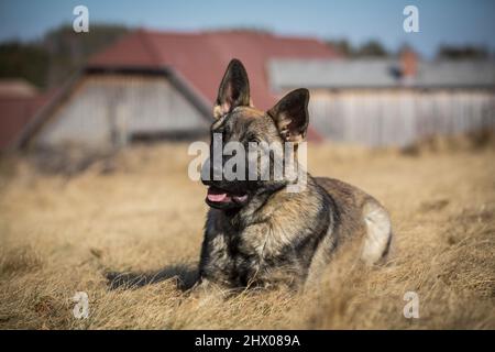 Chien de berger allemand (alsacien), chiot de 6 mois, couché Banque D'Images