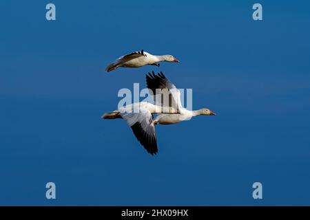 Vol chaotique d'oies des neiges au soleil de la fin de l'après-midi pendant la migration printanière dans la zone de gestion de la faune de Middle Creek. Banque D'Images