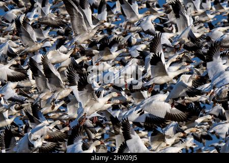 Vol chaotique d'oies des neiges au soleil de la fin de l'après-midi pendant la migration printanière dans la zone de gestion de la faune de Middle Creek. Banque D'Images