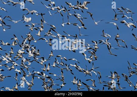 Vol chaotique d'oies des neiges au soleil de la fin de l'après-midi pendant la migration printanière dans la zone de gestion de la faune de Middle Creek. Banque D'Images