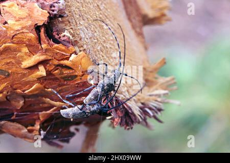 Le dendroctone du pin, également appelé le dendroctone du pin noir, Monochamus galloprovincialis. C'est un ravageur des pins dans les forêts. Banque D'Images