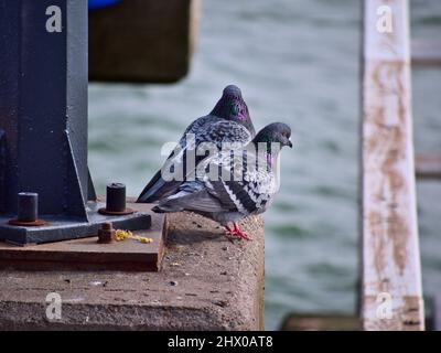 Oiseaux de mer à Gdańsk Brzeźno jetée en bois, Pologne Banque D'Images