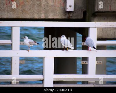 Oiseaux de mer à Gdańsk Brzeźno jetée en bois, Pologne Banque D'Images