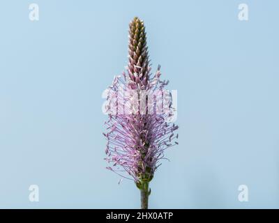 Gros plan sur l'inflorescence d'un plantain rose (milieux Plantago) Banque D'Images