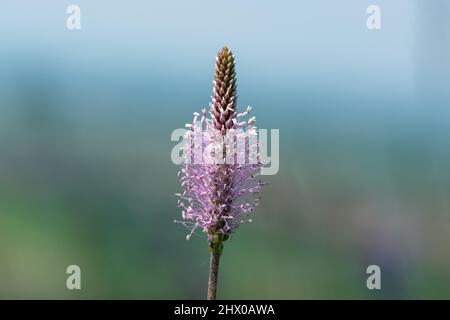 Gros plan sur l'inflorescence d'un plantain rose (milieux Plantago) Banque D'Images