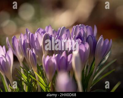 Crocuses à proximité au printemps à Jena, à une journée ensoleillée Banque D'Images