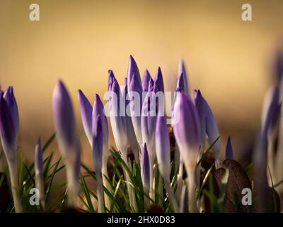 Crocuses à proximité au printemps à Jena, à une journée ensoleillée Banque D'Images