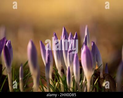 Crocuses à proximité au printemps à Jena, à une journée ensoleillée Banque D'Images