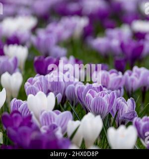 Crocus pourpre et blanc poussant dans l'herbe. Photographié au printemps dans le jardin RHS Wisley, près de Woking, dans le Surrey, au Royaume-Uni. Banque D'Images