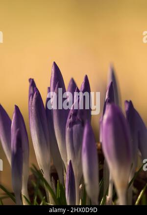 Crocuses à proximité au printemps à Jena, à une journée ensoleillée Banque D'Images