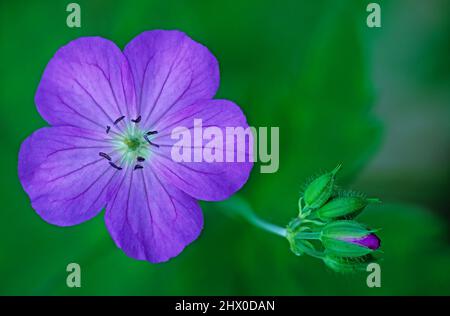 Géranium sauvage (Geranium maculatum) dans l'habitat des bois de New York Banque D'Images