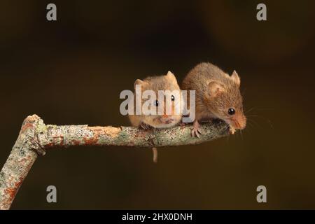 Harvest Mouse assise sur une branche en bois, en attendant le temps de se nourrir Banque D'Images