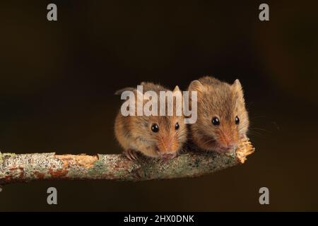 Harvest Mouse assise sur une branche en bois, en attendant le temps de se nourrir Banque D'Images