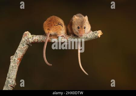 Harvest Mouse assise sur une branche en bois, en attendant le temps de se nourrir Banque D'Images