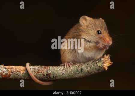 Harvest Mouse assise sur une branche en bois, en attendant le temps de se nourrir Banque D'Images