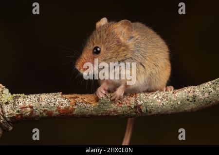 Harvest Mouse assise sur une branche en bois, en attendant le temps de se nourrir Banque D'Images