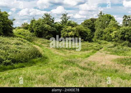 Les prairies semi-naturelles verdoyantes de la réserve naturelle de Kauwberg , Eté, Uccle, Belgique, Banque D'Images