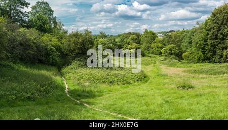 Les prairies semi-naturelles verdoyantes de la réserve naturelle de Kauwberg , Eté, Uccle, Belgique, Banque D'Images