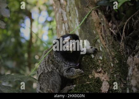 Gros plan de Commom marmoset mangeant du raisin (Callithix jacchus) Banque D'Images