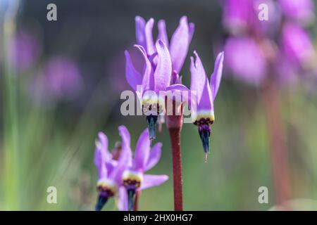 La star du tir de Henderson (Dodecatheon hendersonii) une jolie fleur sauvage qui pousse dans une savane de chênes dans le comté de Sonoma, en Californie du Nord, aux États-Unis. Banque D'Images