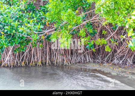 Incroyable forêt de mangroves naturelle au lagon de Muyil dans la forêt naturelle tropicale de la jungle avec des eaux turquoise colorées dans le parc national de Sian Ka'an Muy Banque D'Images