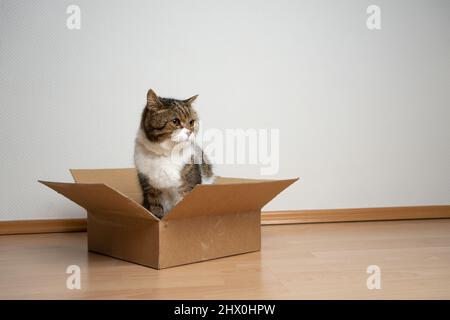 chat assis à l'intérieur d'une boîte en carton de petite taille sur le sol en regardant sur le côté de l'espace de copie Banque D'Images