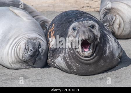 Un pup d'éléphant du nord (Mirounga angustirostris) se trouve sur la plage sur le sentier de la côte perdue dans le nord de la Californie, aux États-Unis. Banque D'Images