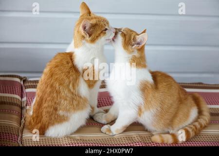 Deux chatons rouges se léchent les uns les autres sur les coussins rayés du canapé. Banque D'Images