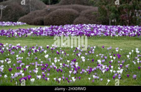 Crocus pourpre et blanc poussant dans l'herbe. Photographié au printemps dans le jardin RHS Wisley, près de Woking, dans le Surrey, au Royaume-Uni. Banque D'Images