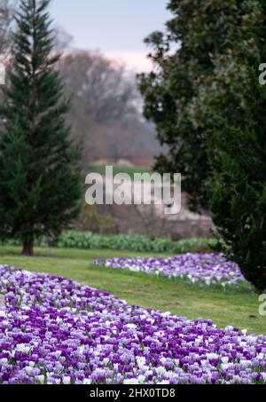 Crocus pourpre et blanc poussant dans l'herbe. Photographié au printemps dans le jardin RHS Wisley, près de Woking, dans le Surrey, au Royaume-Uni. Banque D'Images