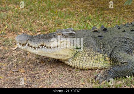 Grand crocodile reposant au bord de l'eau, Kakadu, territoire du Nord, Australie Banque D'Images