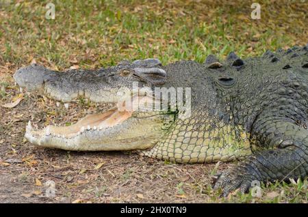 Grand crocodile reposant au bord de l'eau, Kakadu, territoire du Nord, Australie Banque D'Images