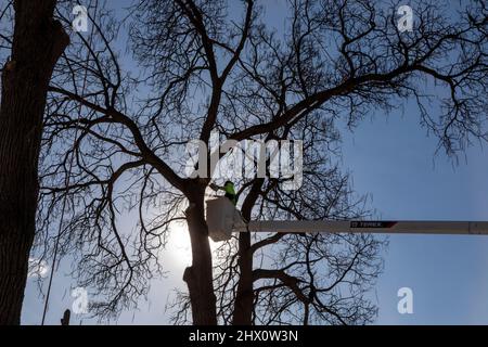 Detroit, Michigan - les travailleurs de Detroit Grounds Crew retirent les arbres indésirables et malades dans un quartier de Detroit. Banque D'Images