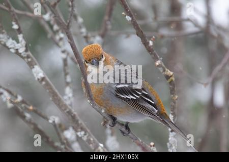 Une femelle à bec-croisé à ailes blanches ( Loxia leucoptera ) dans un arbre du parc Algonquin en Ontario en hiver Banque D'Images