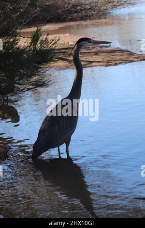 Héron bleu ou Hérodias Ardea debout dans un lac peu profond pour la chasse au poisson au ranch d'eau riveraine en Arizona. Banque D'Images