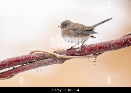 Junco aux yeux sombres (Junco hyemalis), immature, perchée, hiver, E Amérique du Nord, Par Dominique Braud/Dembinsky photo Assoc Banque D'Images