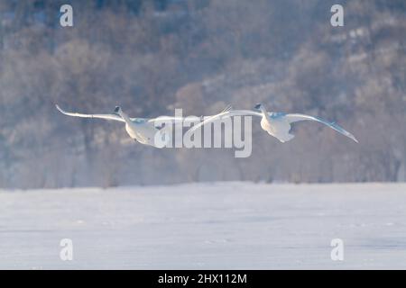 Cygnes trompettiste (Cygnus buccinator) volant, atterrissage sur la rivière Sainte-Croix, hiver, WI, États-Unis, par Dominique Braud/Dembinsky photo Assoc Banque D'Images