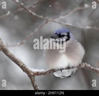 Gros plan d'Un geai bleu (Cyanocitta cristata) dans un arbre en mars dans le parc Algonquin Banque D'Images