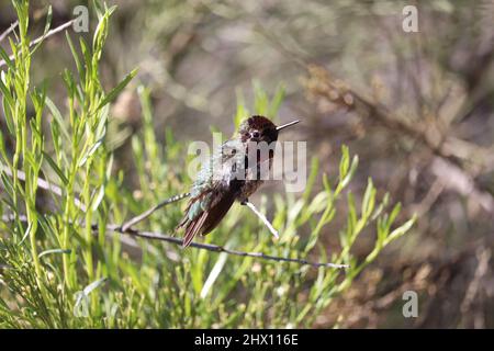 Un colibri de sexe masculin Anna perçant sur une branche du ranch d'eau de Riparian en Arizona. Banque D'Images