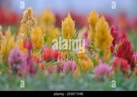 Plumose amaranth (Celosia argentea var plulosa) belles fleurs cultivées de façon ornementale. Banque D'Images