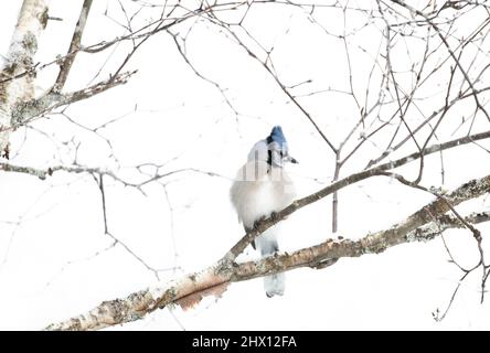 Gros plan d'Un geai bleu (Cyanocitta cristata) dans un arbre en mars dans le parc Algonquin Banque D'Images