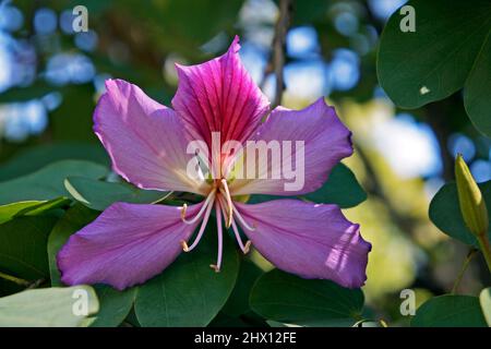 Fleur rose d'orchidée (Bauhinia variegata), Rio Banque D'Images