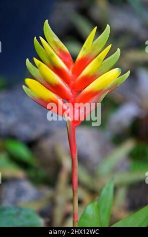 Griffe de homard (Vriesea carinata) en serre, Rio Banque D'Images