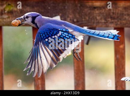 Bluejay sur la fontaine du jardin avec une arachide trouvée Banque D'Images