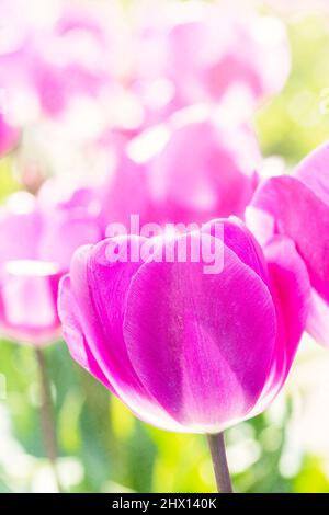 Tulipes en fleurs de printemps Banque D'Images