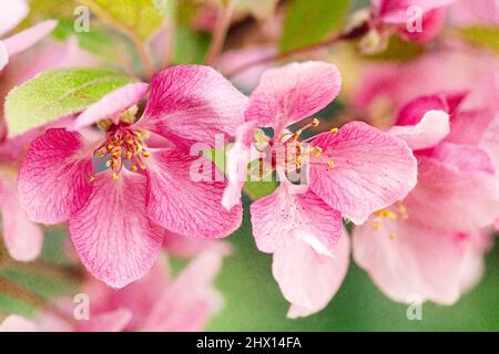 Fleurs printanières sur un arbre de Crabapple Banque D'Images